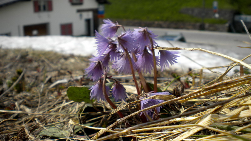 Primulacea -  Soldanella alpina